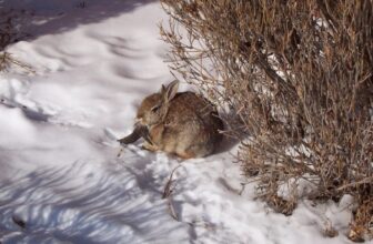 Colorado Residents Are Spotting Weird-Looking Rabbits With Black Horns and Mouth Tentacles