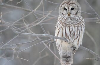 Controversial Plan to Kill 500,000 Barred Owls in U.S. Clears Major Hurdle
